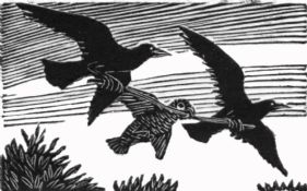 wood-engraving print: Parrot and Daws for The Bird Talisman